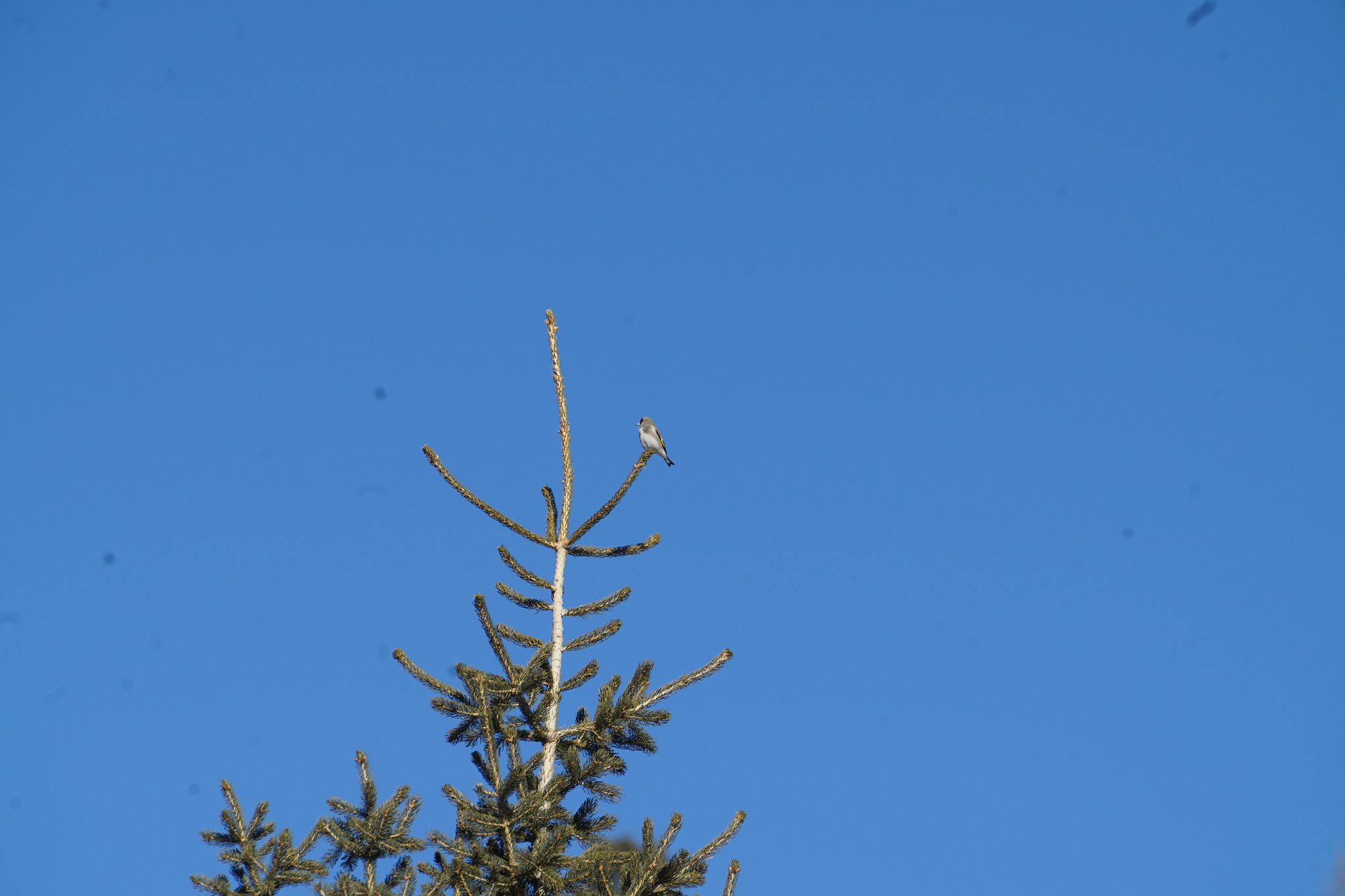 Grey-crowned Goldfinch