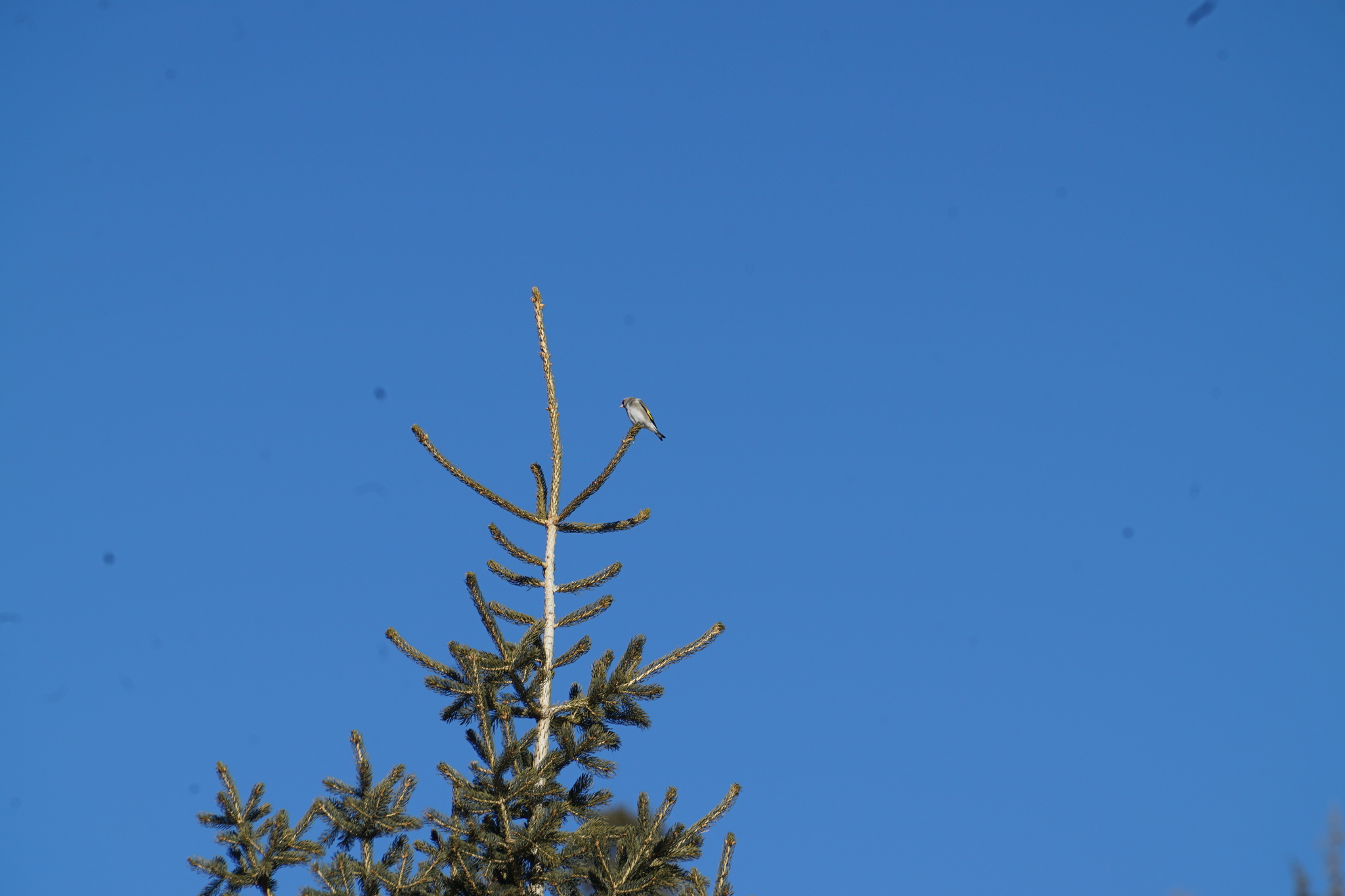 Grey-crowned Goldfinch