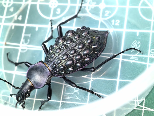 Carabus pustulifer