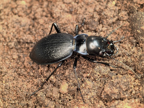 Carabus alexandrae