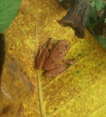 Pristimantis achatinus