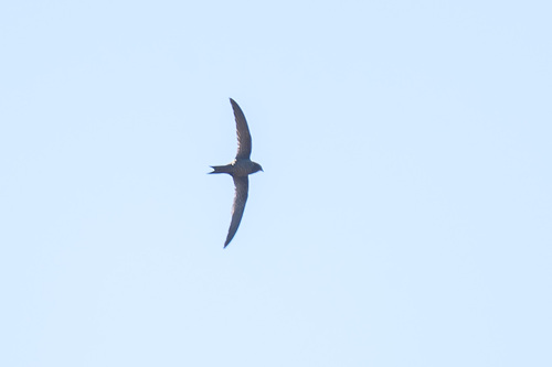 iNaturalist image