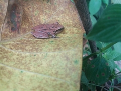 Pristimantis achatinus