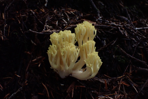 Owingsia PNW01 graham.jpg