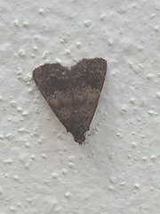 Hydrillodes hemusalis