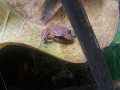 Pristimantis achatinus
