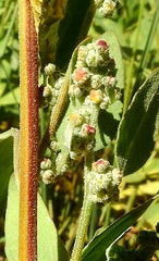 Chenopodium atrovirens