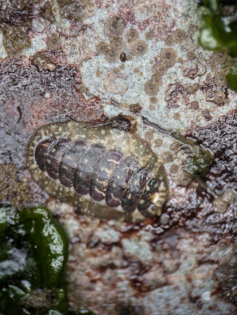 Cyanoplax fernaldi