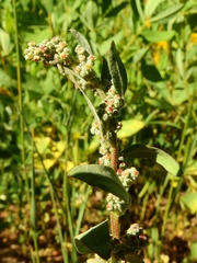 Chenopodium atrovirens