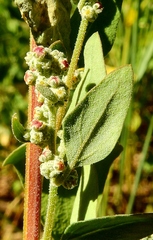 Chenopodium atrovirens
