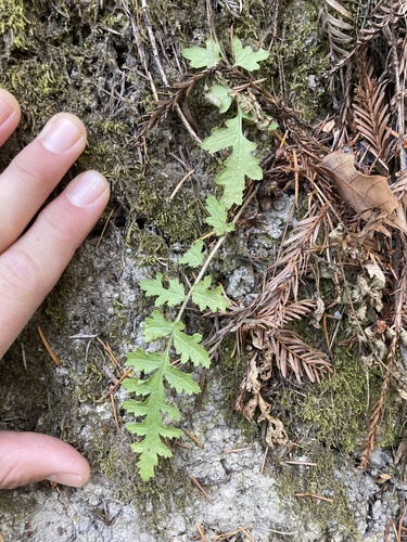 Dudley's lousewort (Pedicularis dudleyi)