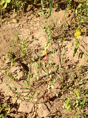 Chenopodium atrovirens