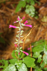 Salvia punicans