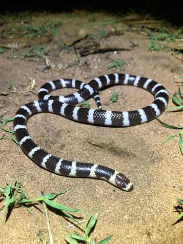 Photo of a Intermediate Bandy Bandy (Vermicella intermedia)