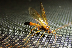 Opheltes glaucopterus barberi