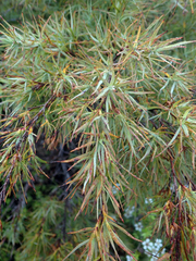 Dracophyllum trimorphum