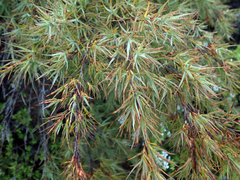 Dracophyllum trimorphum