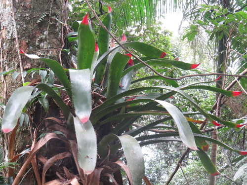 Wittrockia superba, photograph 6