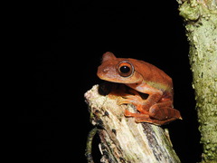 Rhacophorus margaritifer