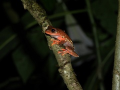 Rhacophorus margaritifer