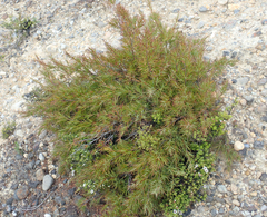 Dracophyllum trimorphum