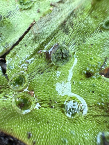 Marchantia polymorpha observed 2025-10-09