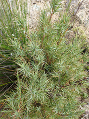 Dracophyllum trimorphum