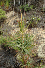 Dracophyllum trimorphum
