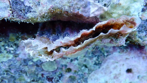 Streptopinna saccata observed 2025-10-03