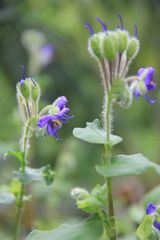 Tinantia erecta