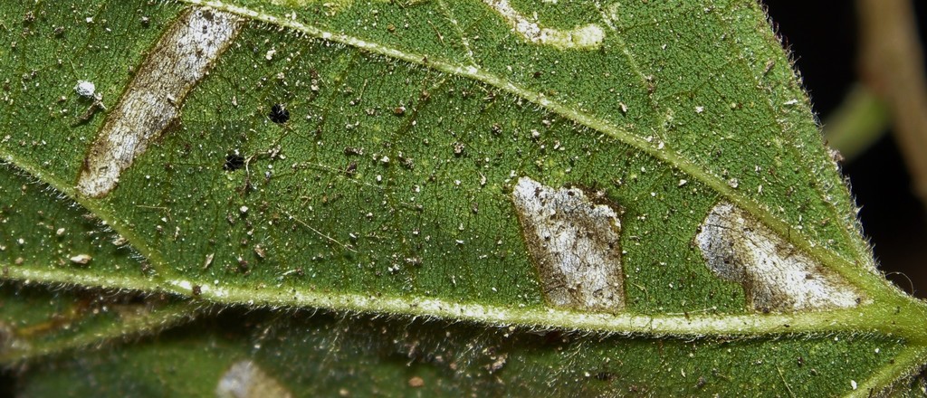 Phyllonorycter millierella