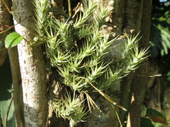 Tillandsia tricholepis