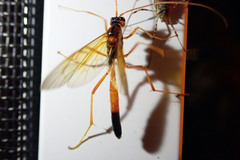 Opheltes glaucopterus barberi