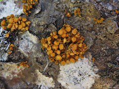 Xanthomendoza concinna