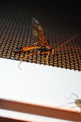 Opheltes glaucopterus barberi