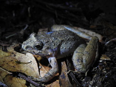 Limnonectes microdiscus
