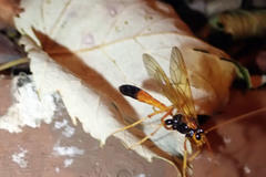 Opheltes glaucopterus barberi