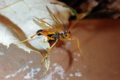 Opheltes glaucopterus barberi