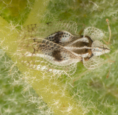 Corythucha confraterna