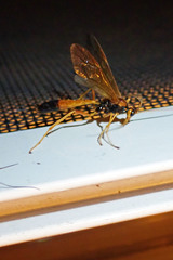 Opheltes glaucopterus barberi