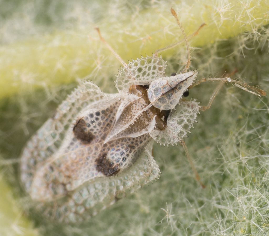 Western Sycamore Lace Bug