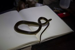 Atractus resplendens