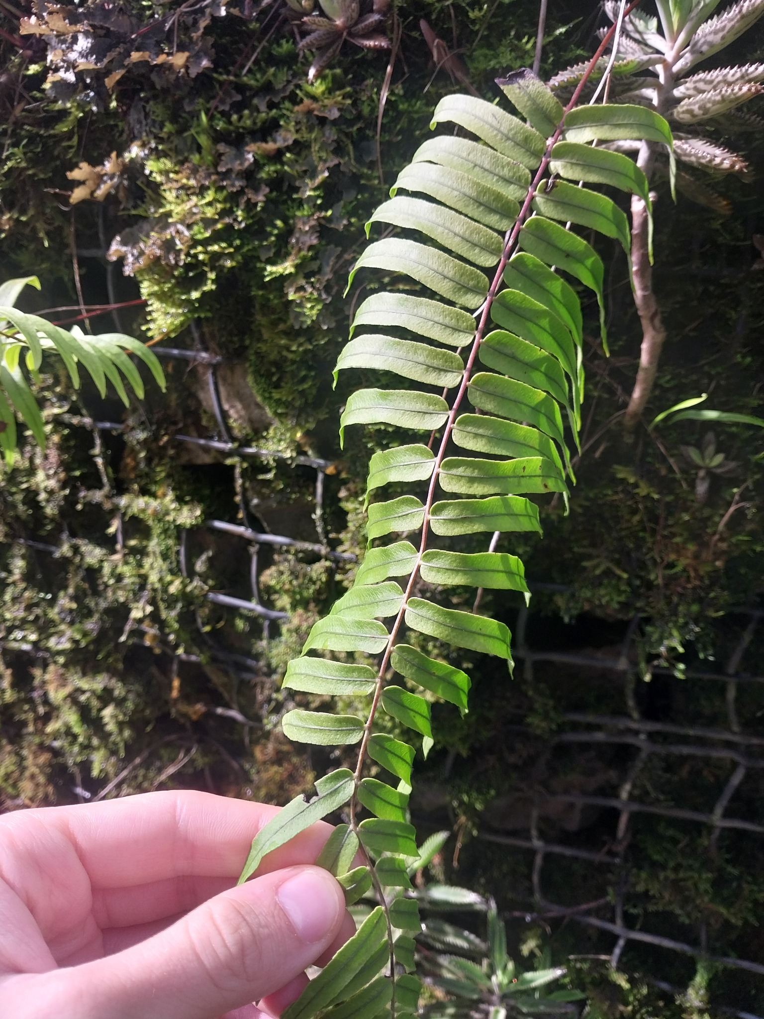 Imagem de Goniophlebium subauriculatum