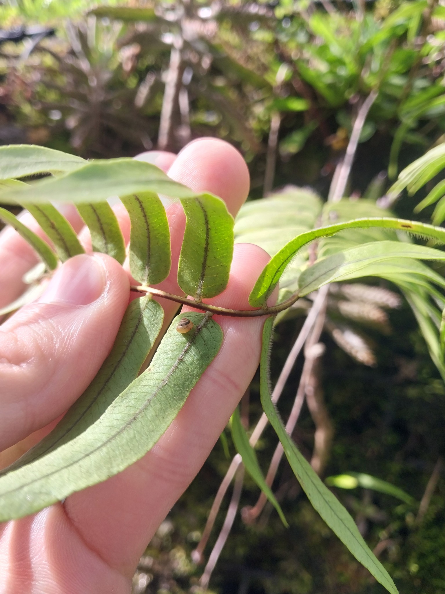 Imagem de Goniophlebium subauriculatum