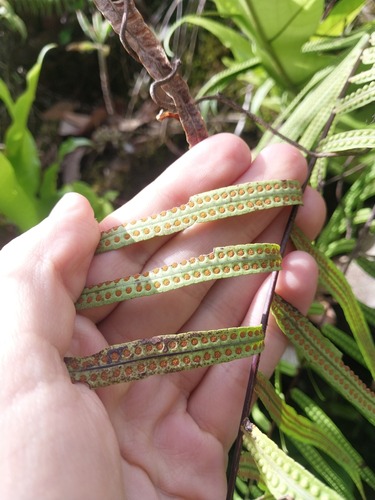 Goniophlebium subauriculatum observed 2025-09-17