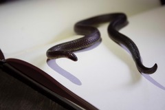Atractus resplendens