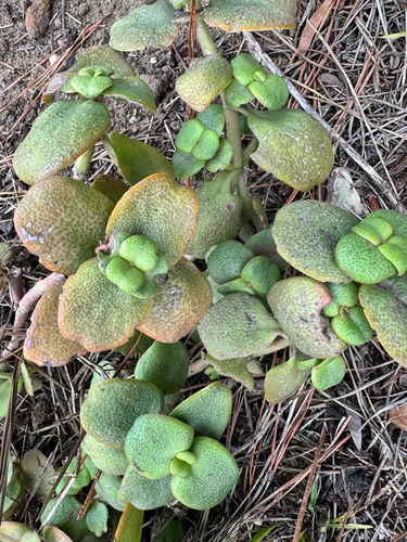 Crassula multicava