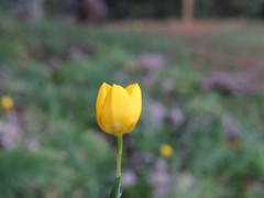 Trimezia martinicensis