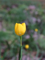 Trimezia martinicensis