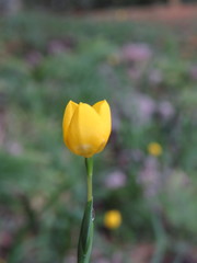 Trimezia martinicensis